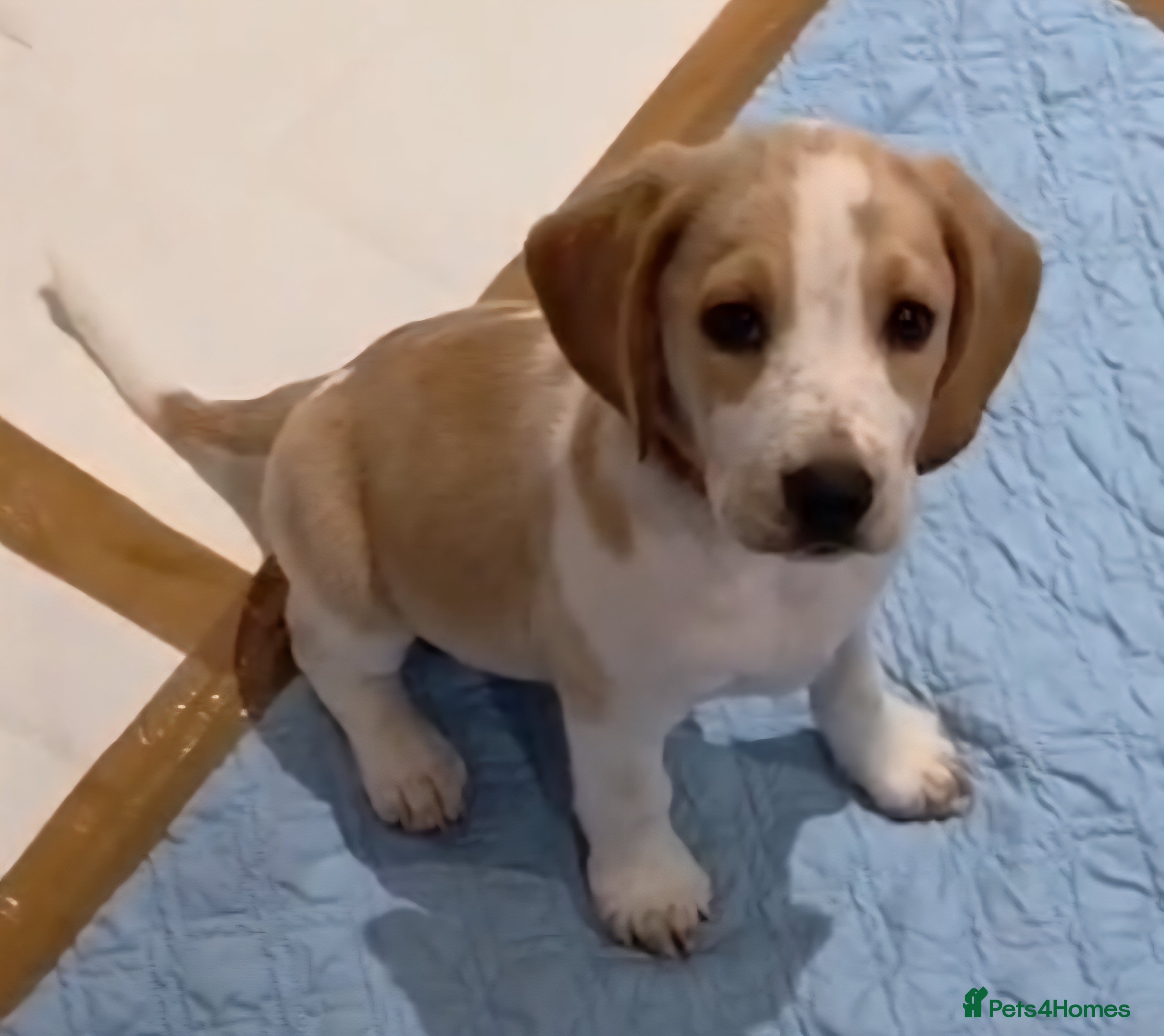 Beagle dogs Beagle  - Advert 18