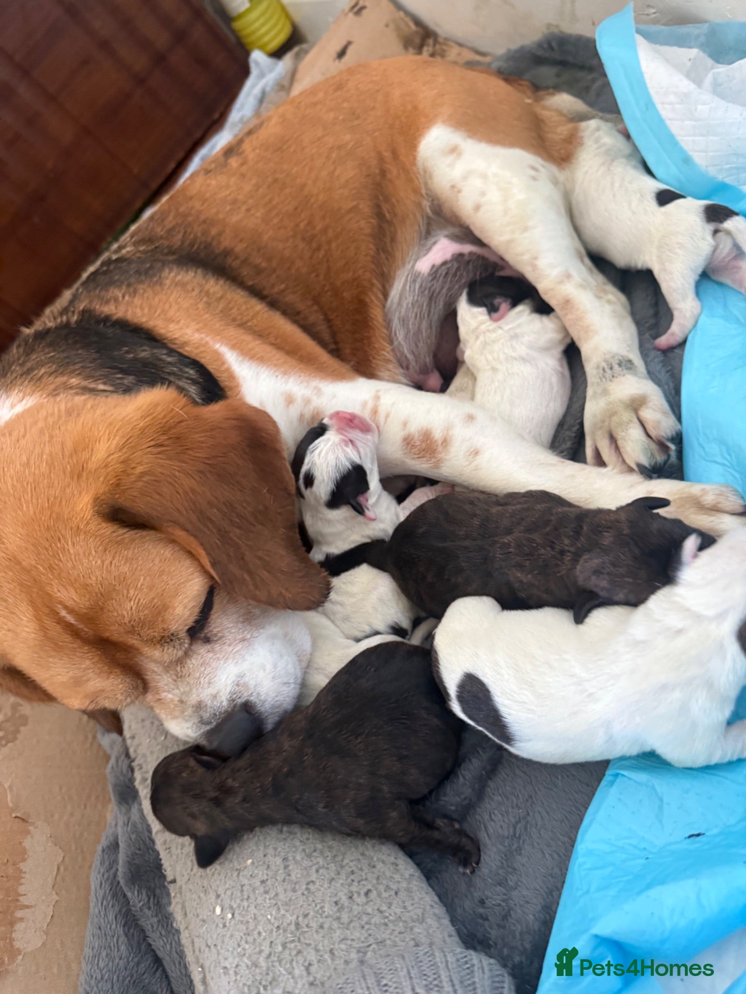 Mixed Breed dogs 7 Adorable puppies 🐾 - Advert 3