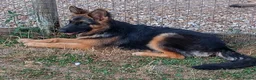 German Shepherd dogs for sale: QUALITY GERMAN SHEPHERD PUPPIES FOR SALE - Advert 5