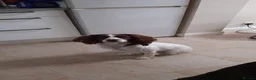 English Springer Spaniel dogs for sale: 🐾 English Springer Spaniel Puppies – £1,000 🐾 - Advert 15