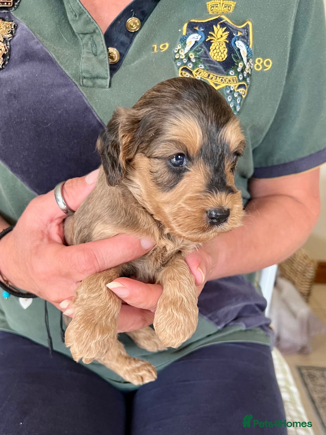 Cockapoo dogs for sale: Cockapoo puppies  - Image 14