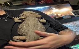 Bearded Dragon reptiles for sale: Male bearded dragons - Image 7