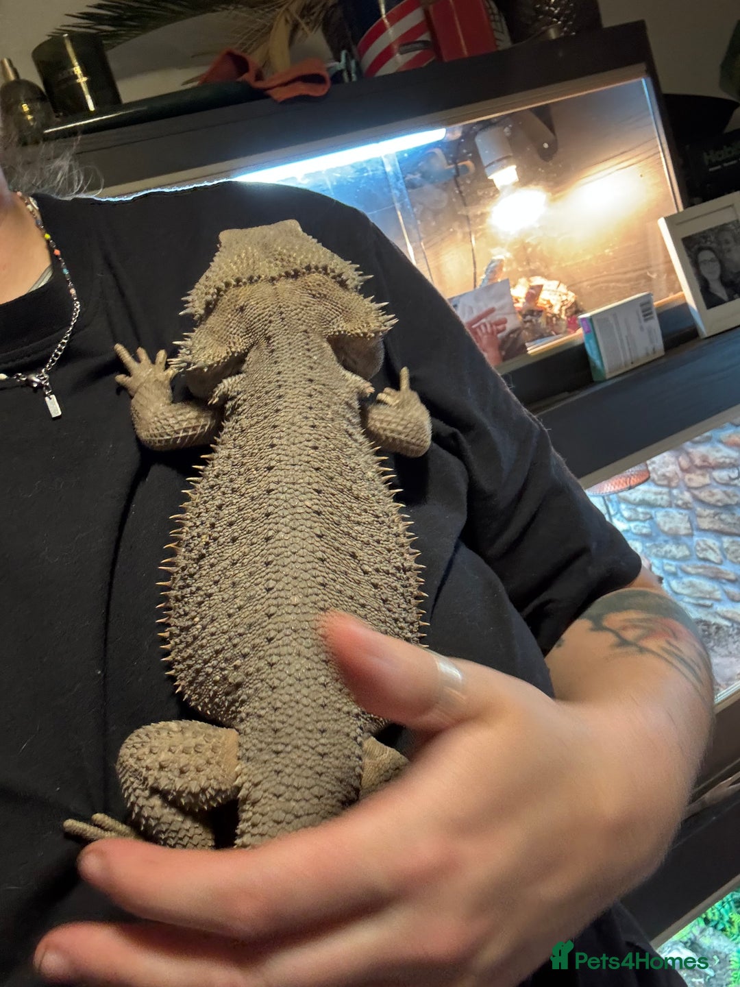 Bearded Dragon reptiles for sale: Male bearded dragons - Image 7