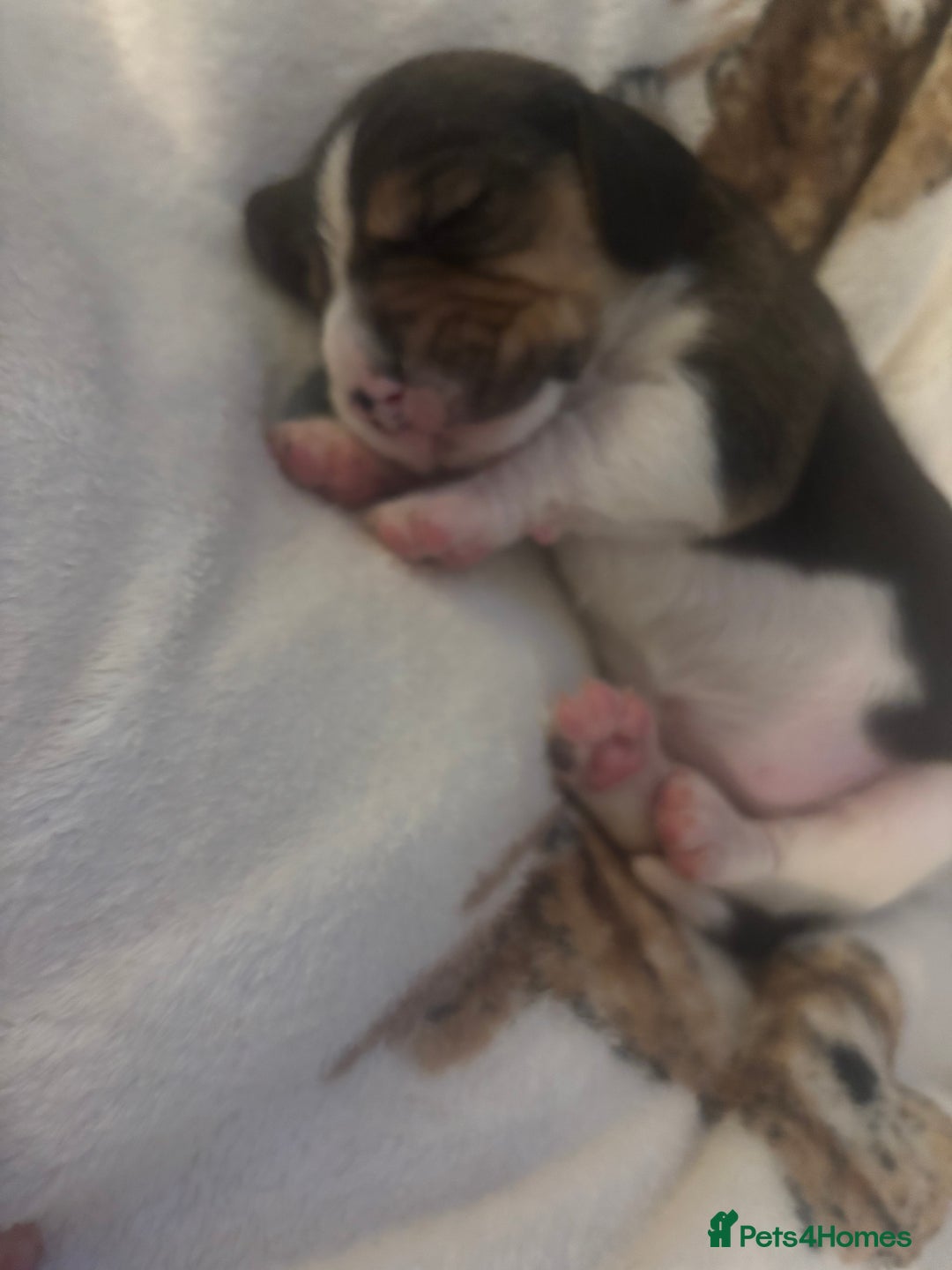 Beagle dogs for sale: Beagle  - Image 9