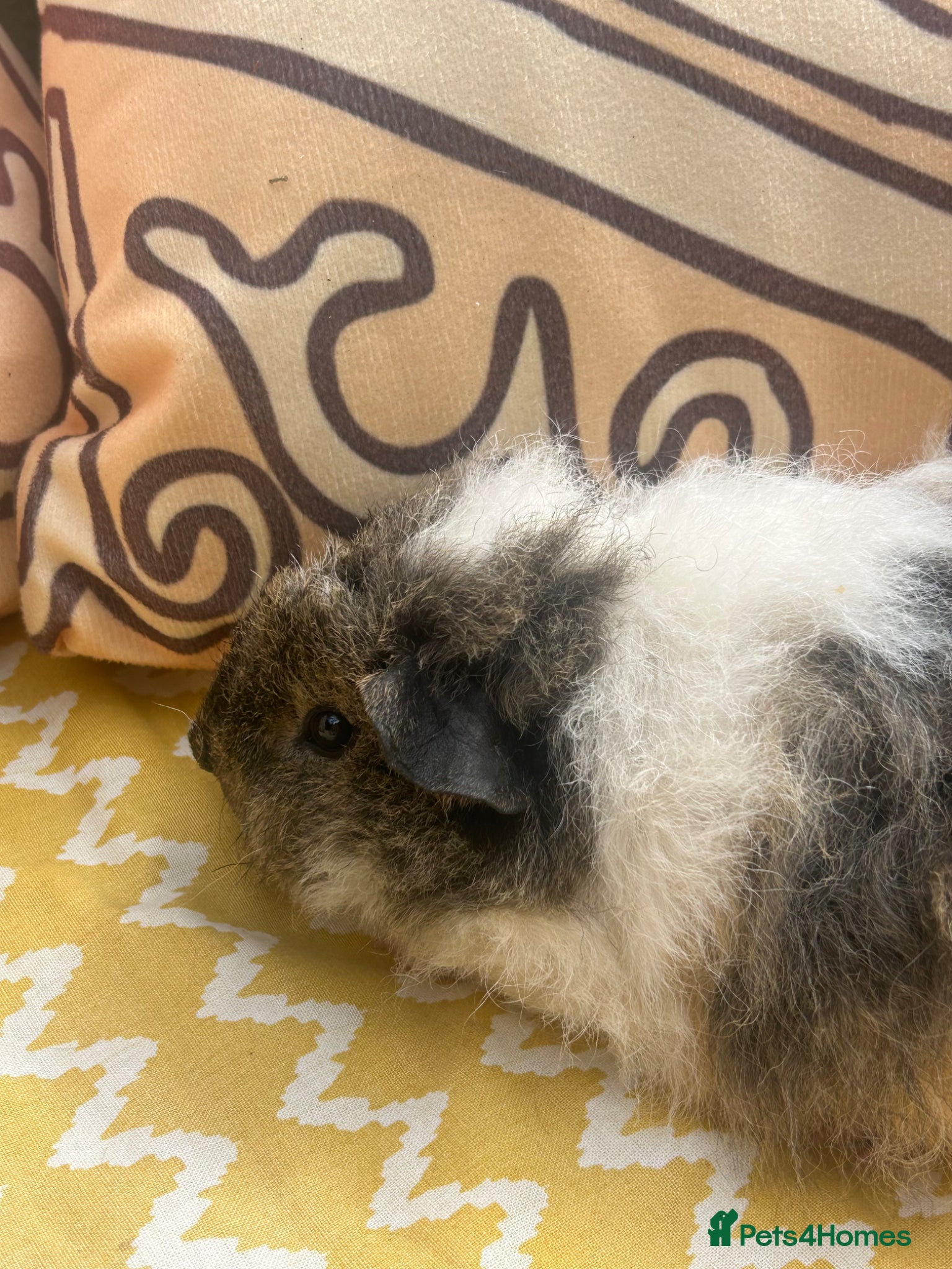 Guinea Pig rodents for sale: Male baby guinea pig Alpaca fur - Advert 1