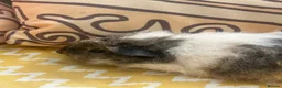 Guinea Pig rodents for sale: Male baby guinea pig Alpaca fur - Advert 1