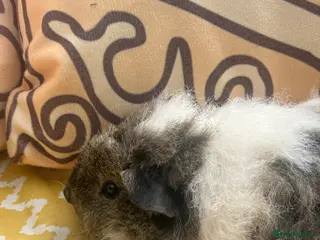 Guinea Pig rodents for sale: Male baby guinea pig Alpaca fur - Advert 2
