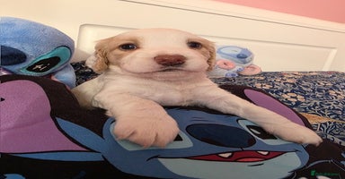 Mixed Breed dogs Cocker Spaniel Puppies – 4 Weeks Old - reserve now - Advert 3