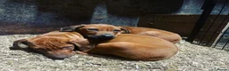 Rhodesian Ridgeback dogs for stud: Beautiful Rhodesian Ridgeback to Stud  in Lightwater - Advert 29
