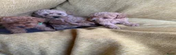 Toy Poodle dogs for sale: Toy poodle - Advert 14