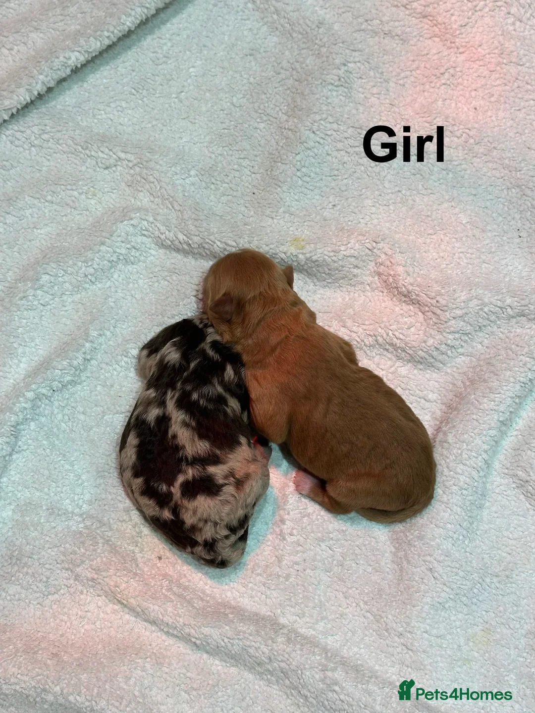 Cavapoo dogs for sale: 💥ONE BOY LEFT💥 F1B Cavapoo Puppies - Advert 8