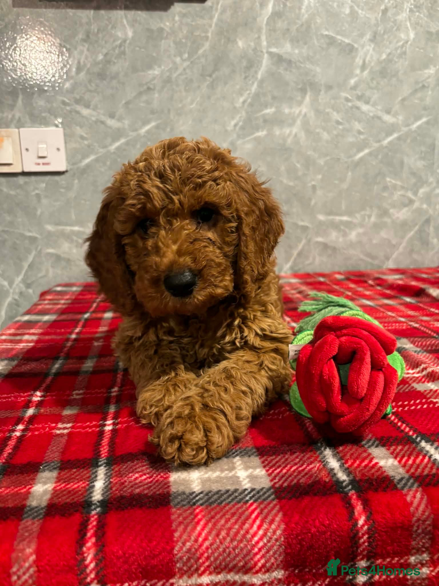 Cockapoo dogs Stunning Cockapoo Girl  - Advert 4