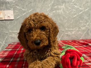 Cockapoo dogs Stunning Cockapoo Girl - Advert 11