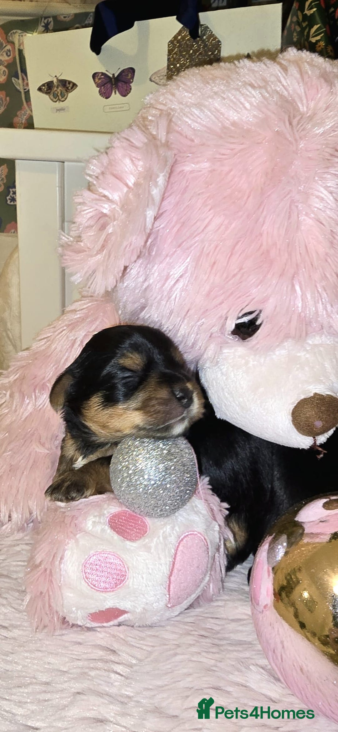 Yorkshire Terrier dogs for sale: ✨ Exquisite Yorkshire Terrier Puppies Available ✨ - Advert 14