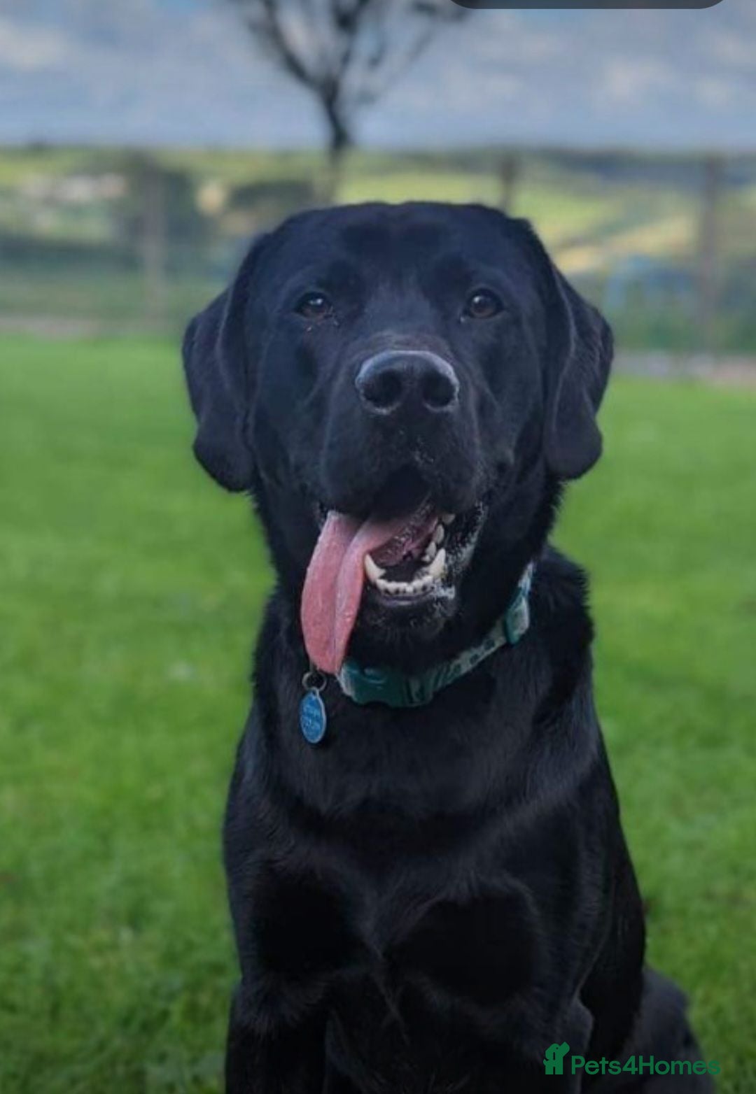 Labrador Retriever dogs KC Registered, fully health tested Labrador Stud - Advert 19