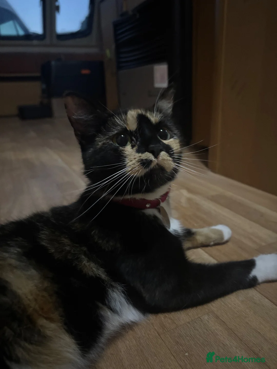 Mixed Breed cats for sale: cats for rehoming  - Advert 2
