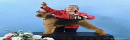 Airedale Terrier dogs for stud: Airedale Terrier Champion Stud Dog - Advert 3