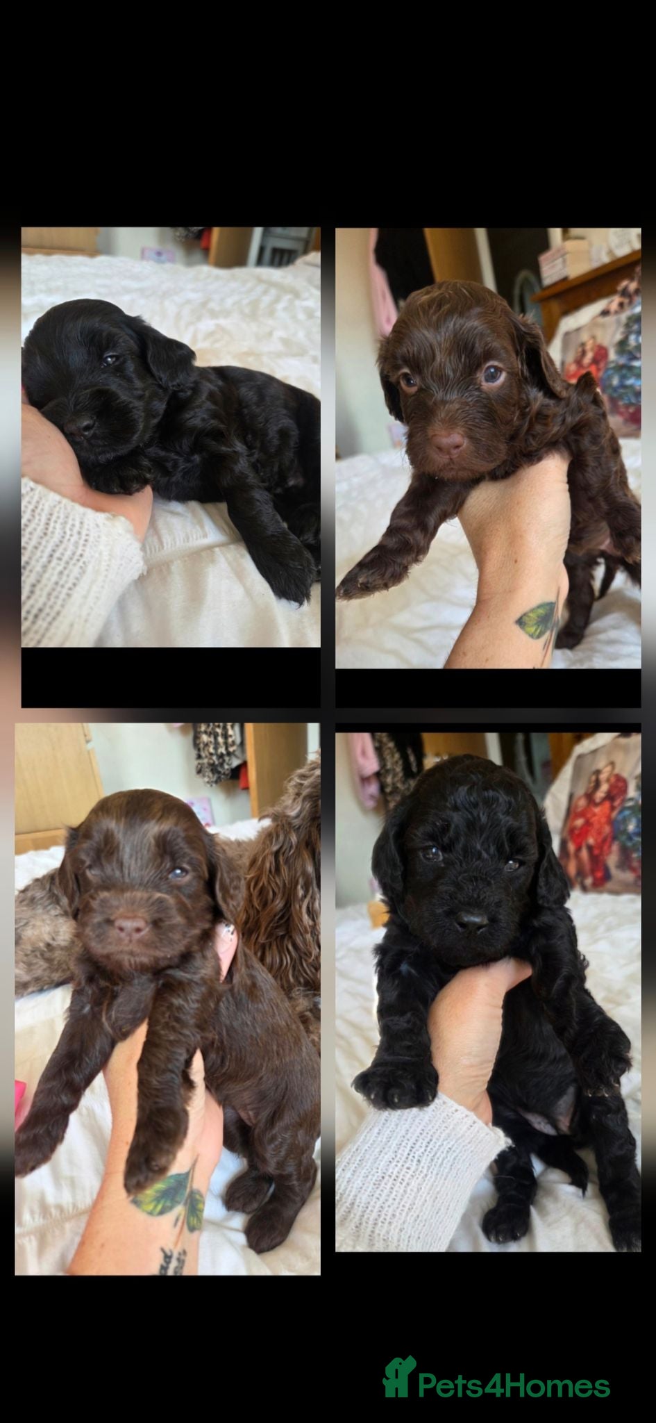Cockapoo dogs F2 cockapoo puppies  - Advert 14