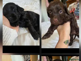 Cockapoo dogs F2 cockapoo puppies - Advert 14