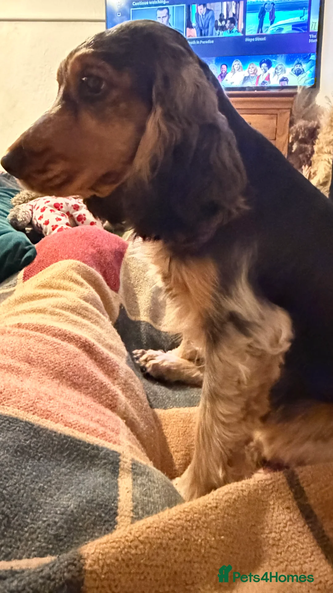 Cocker Spaniel dogs for sale: SHOW TYPE COCKER SPANIELS - Advert 2