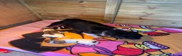 Jack Russell dogs for sale: Two beautiful pure jack Russels  - Advert 3