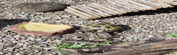Tortoise reptiles for sale: Male 4 year old horsefield tortoise  in Darlington - Advert 6