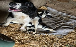 English Springer Spaniel dogs for sale: English springer spaniel pups - Image 7