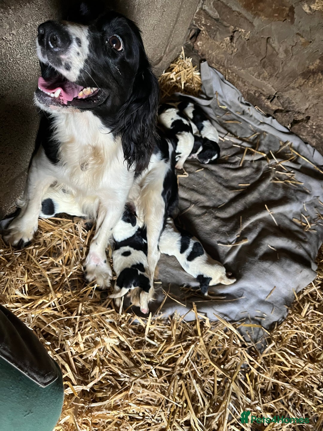 English Springer Spaniel dogs for sale: English springer spaniel pups - Image 7