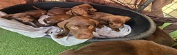 Labrador Retriever dogs for sale: 8 Beautiful Chocolate Labrador Puppies in Ingatestone - Advert 6