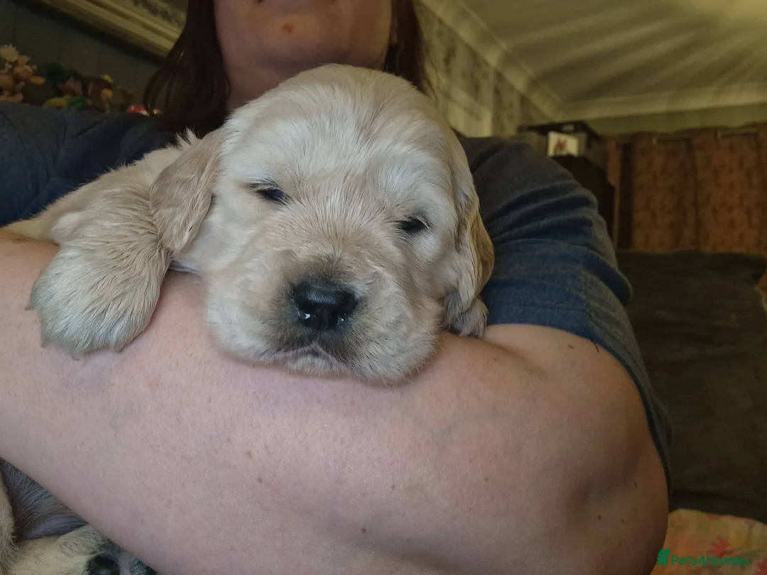 Golden Retriever dogs for sale: KC ADDORABLE CUTE GOLDEN RETRIEVER PUPPIES - Advert 10