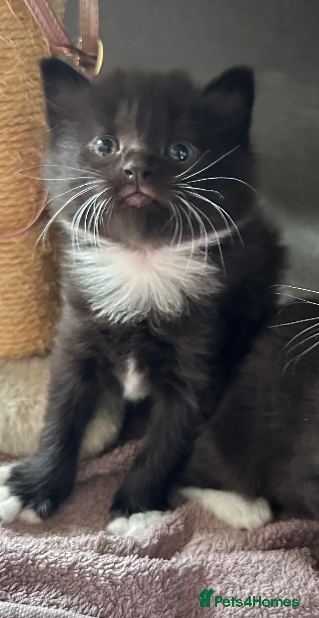 Mixed Breed cats for sale: 4 adorable Toxedo kittens! - Advert 16