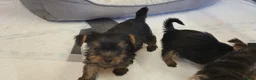Yorkshire Terrier dogs for sale: Yorkshire Terrier puppies  from Licensed Breeder  - Advert 16