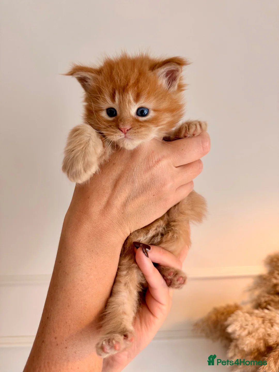 Maine Coon cats for sale: Stunning Mainecoons  in Teignmouth - Advert 2