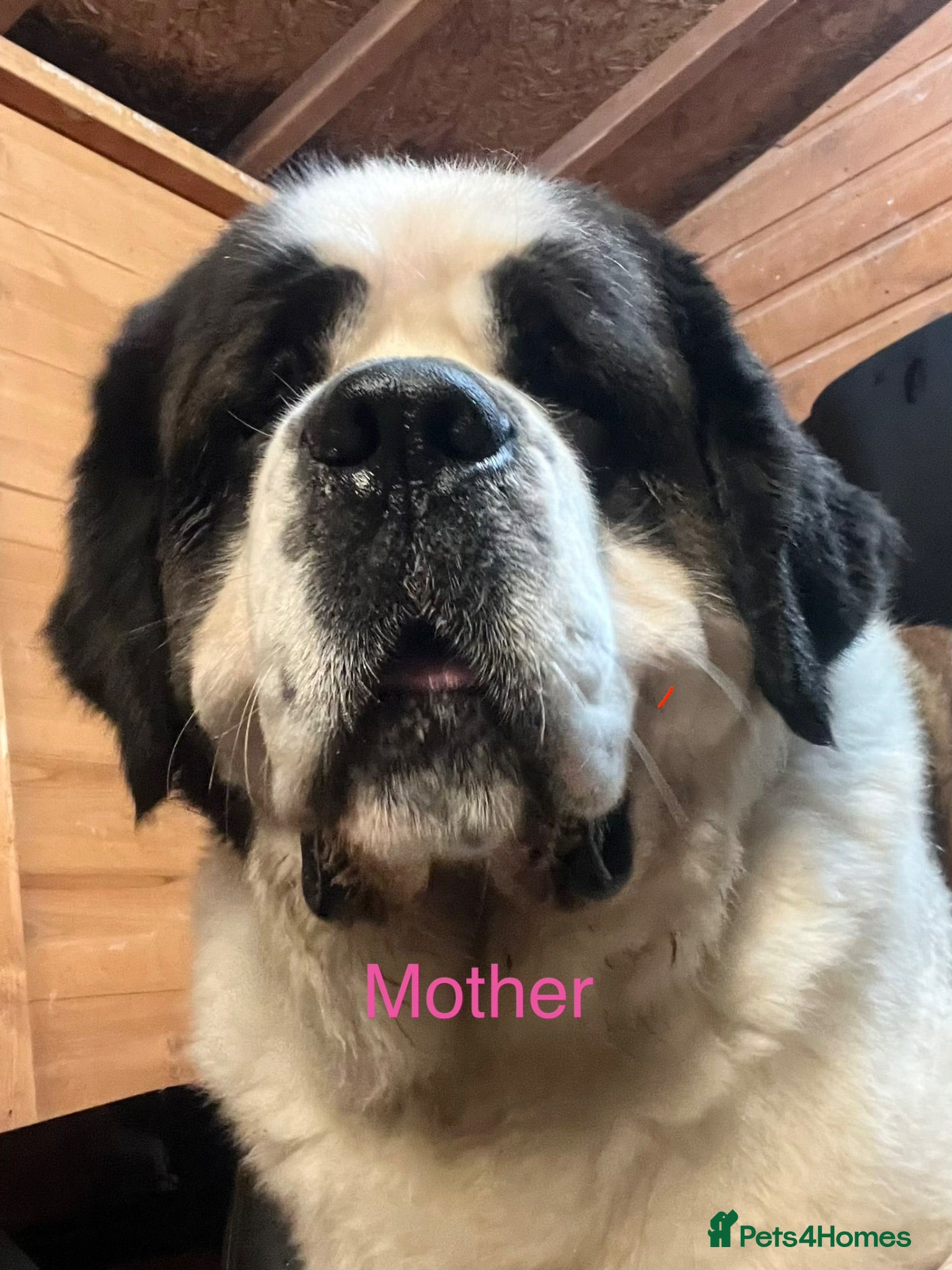 Saint Bernard dogs Beautiful KC registered show quality Puppies.  - Advert 2