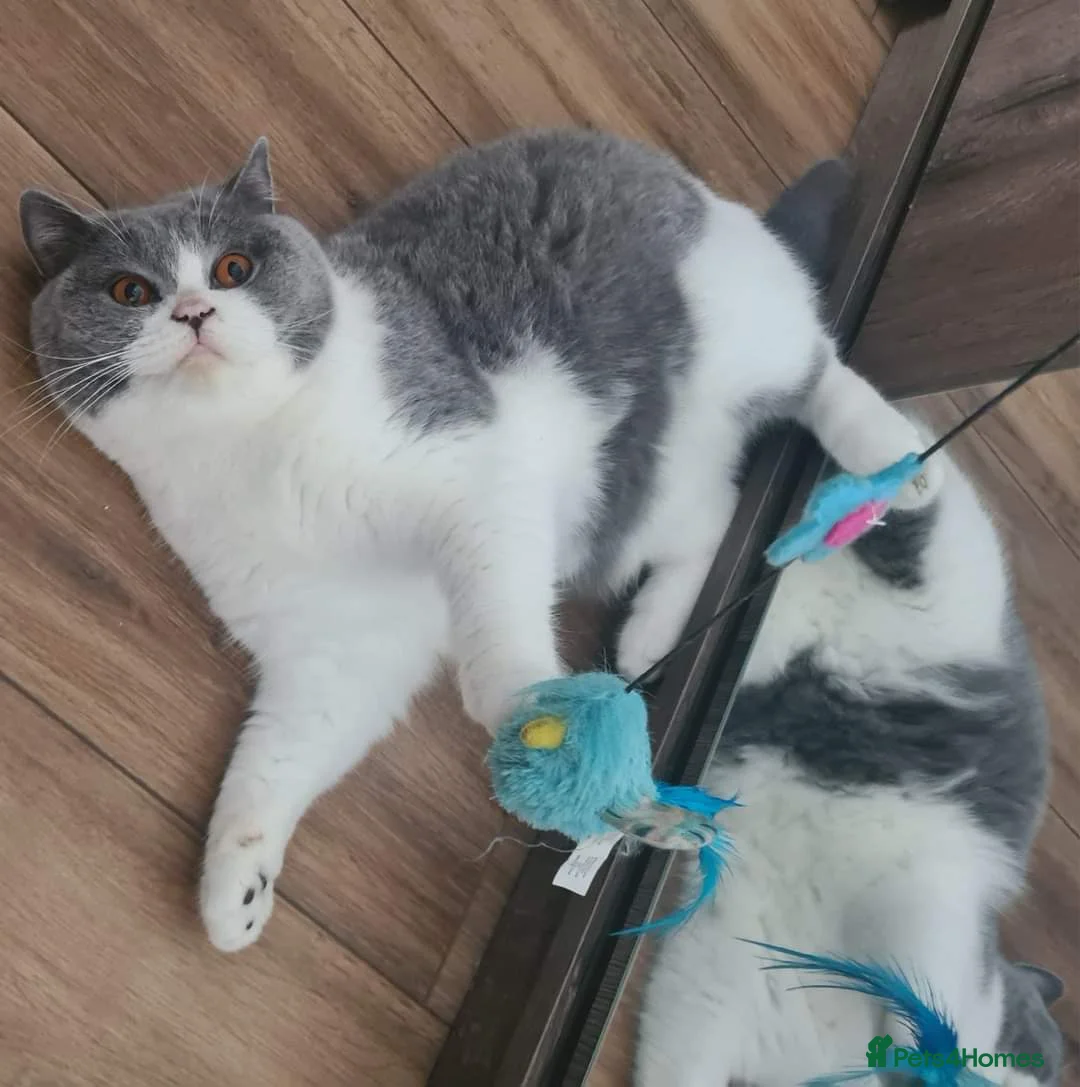 British Shorthair cats for sale: Tica reg British Shorthair kittens Champion lines - Advert 2