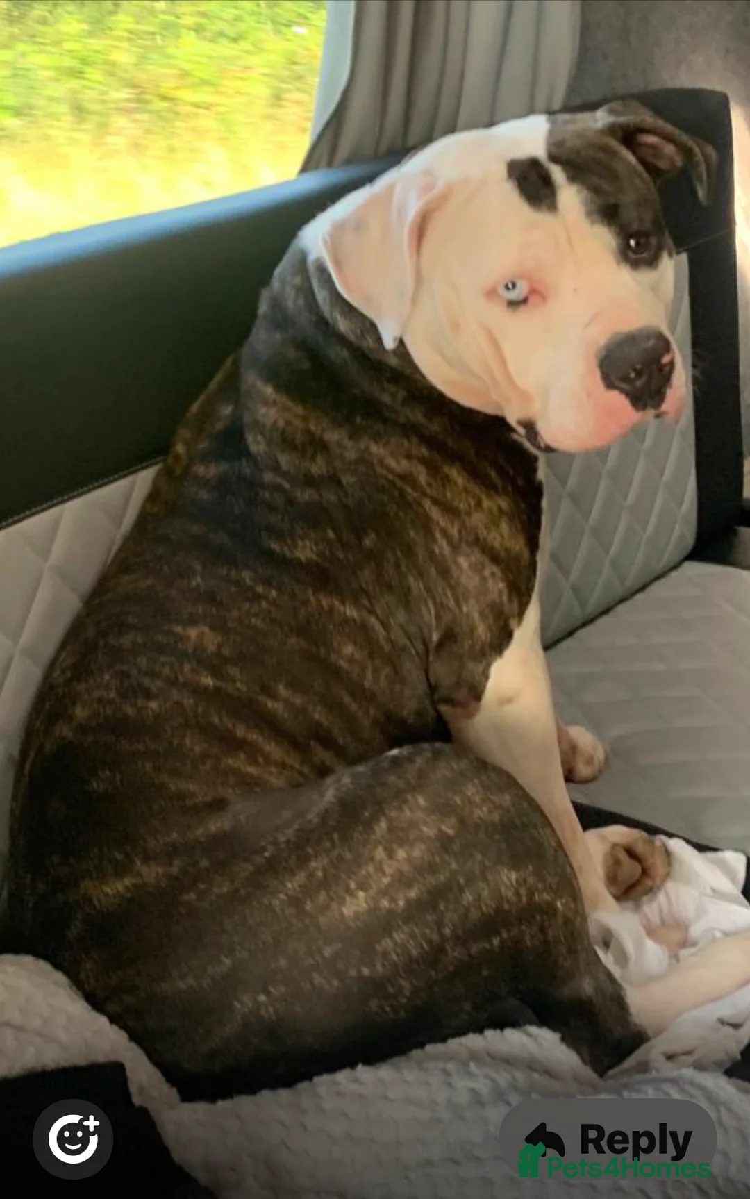 American Bulldog dogs for sale: American Bulldog puppy - Advert 2