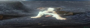 Boston Terrier Puppy 3