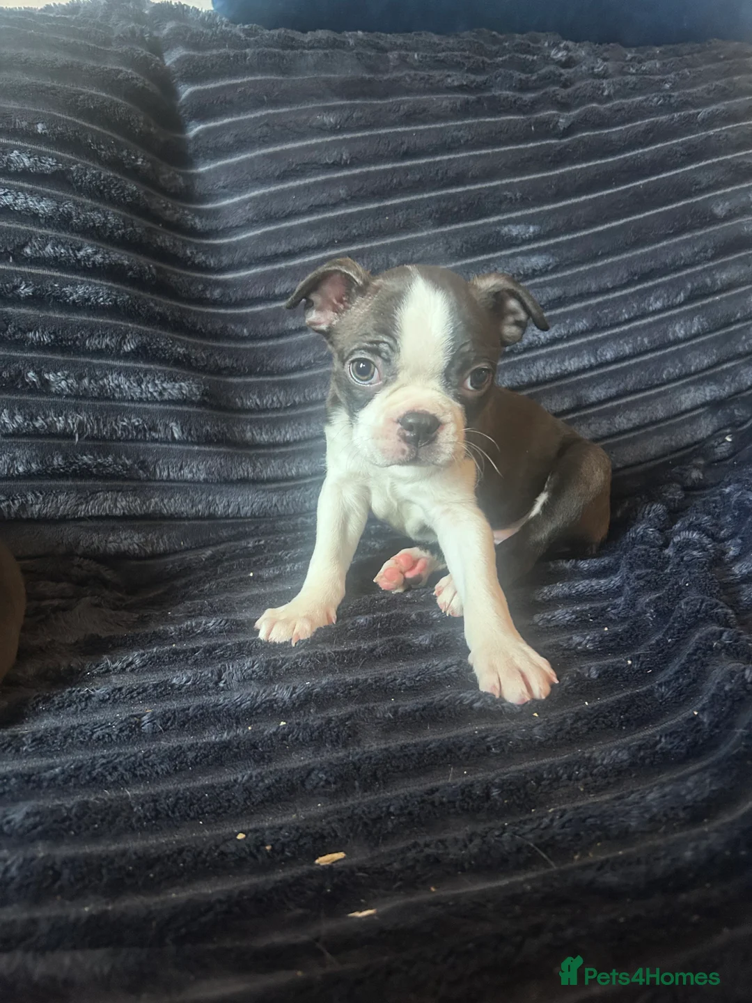 Boston Terrier dogs for sale: Beautiful Boston Terrier puppies  - Advert 6