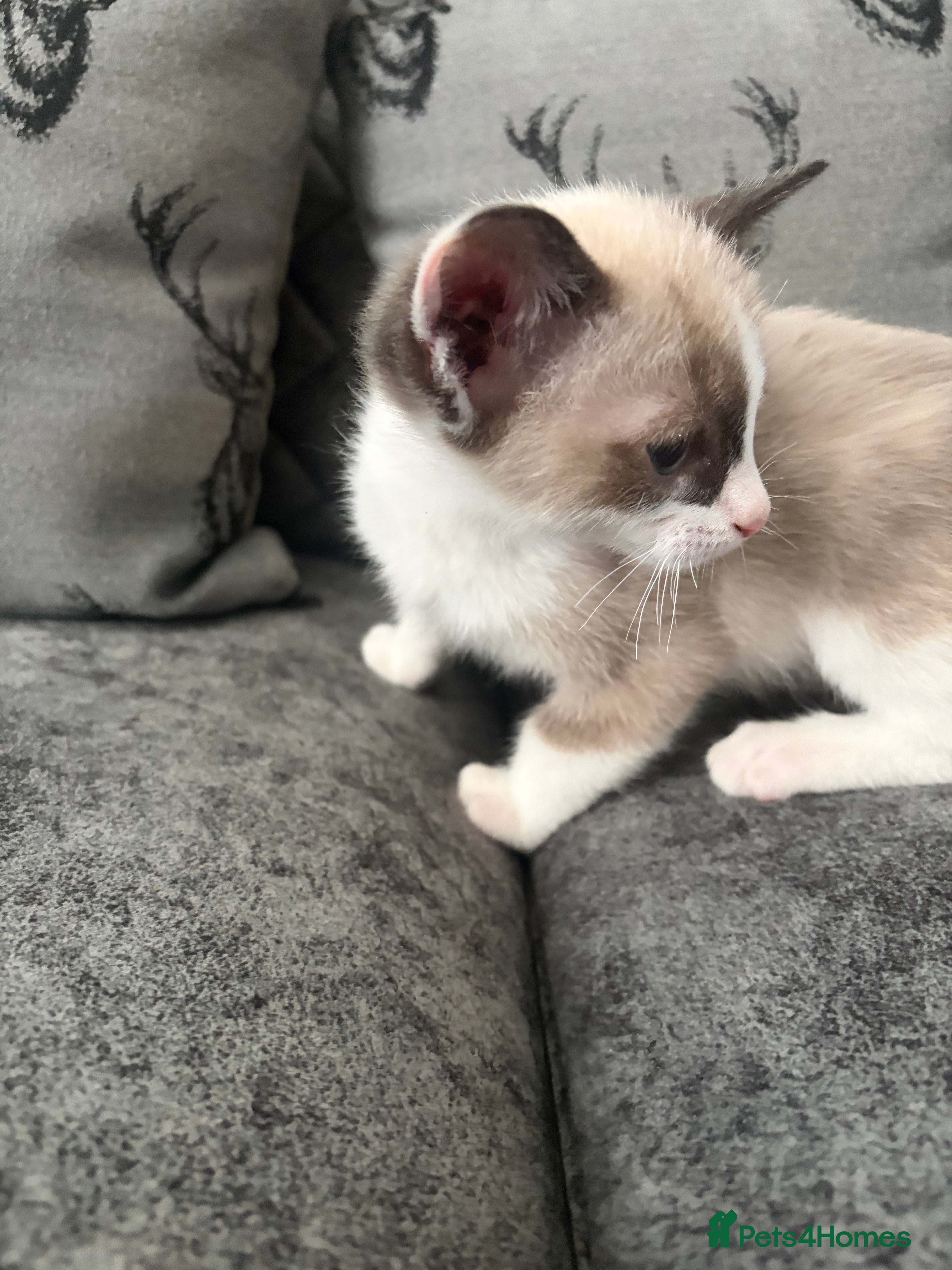 Ragdoll cats RAGDOLL X SNOWSHOE KITTENS - Advert 2