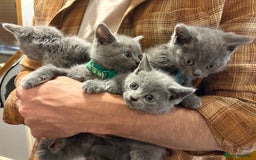 British Shorthair cats for sale: British Shorthair pedegree  Kittens  - Image 18