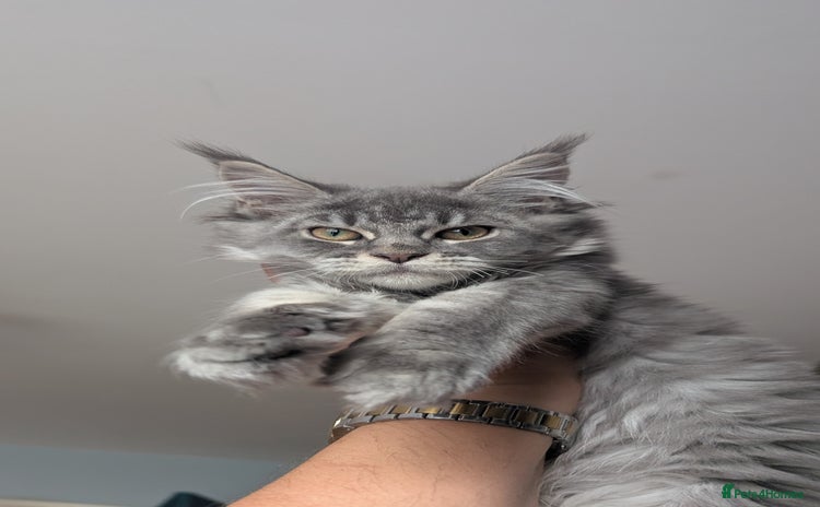 Maine Coon cats - Advert 7