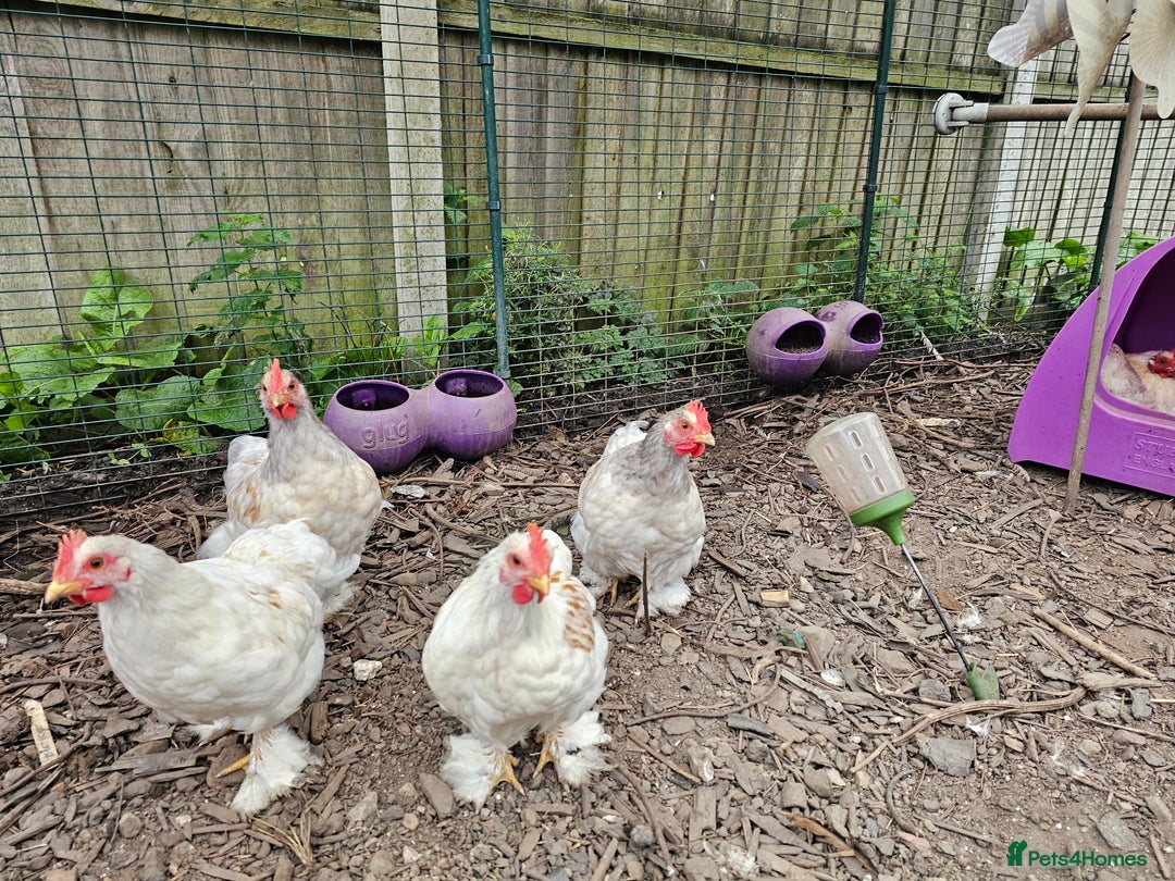 Chickens poultry for sale: ** Stunning friendly Pekin Cockerals available **  - Image 10