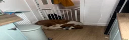 Saint Bernard dogs for sale: 10 month old Saint Bernard  in Newcastle - Advert 3