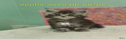 Maine Coon cats for sale: Gorgous maine coon kittens ❤️ - Advert 25