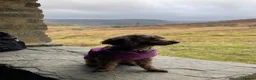 Toy Poodle dogs for sale: Beautiful litter of phantom poodles  - Advert 3