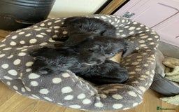 Mixed Breed dogs for sale: F1 Borderpoos - Image 7