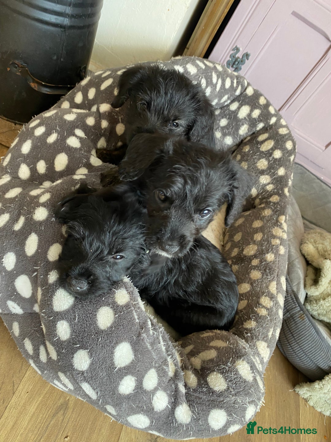 Mixed Breed dogs for sale: F1 Borderpoos - Image 7