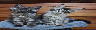 Silver smoke male 