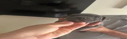 Staffordshire Bull Terrier dogs for sale: 👉 KC Blue Staffy Puppies – DNA Clear🔥 - Advert 7