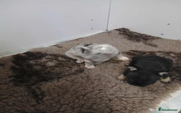 French Bulldog dogs for sale: French Bulldog puppies  - Image 9